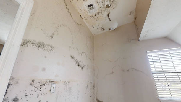 Professional Mold Inspection, Removal & Remediation in South Burlington, VT