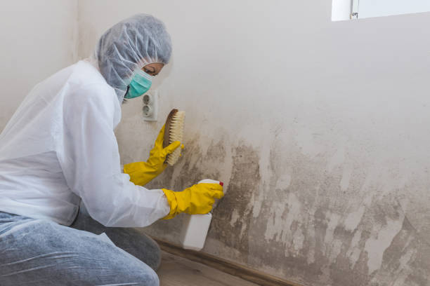 Mold Remediation for Vacation Homes in South Burlington, VT